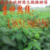 批發合歡樹苗 合歡苗 大規格合歡工程苗 合歡樹基地