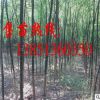 批發國槐樹苗 大規格國槐樹苗 國槐苗基地 供應國槐種子