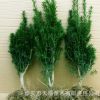 曼地亞紅豆杉原產地 供應美國引種紅豆杉2年1號粗桿苗盆栽優質苗