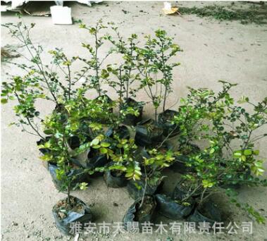 基地直銷小葉紫檀樹苗名貴樹種雞血紫檀容器袋苗杯苗批發(fā)