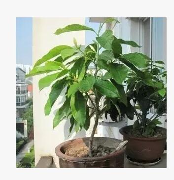 濃香花卉 白蘭花 室內綠色植物盆栽 辦公室客廳花草綠植 凈化空氣