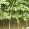 工程綠化苗木批發(fā) 樸樹小苗 園林綠化苗木 樸樹