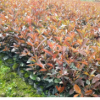 大豐精品紅葉石楠紅葉石楠，紅葉石楠球，紅葉石楠樹