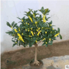 批發嫁接桂花苗 四季桂花 盆栽地栽桂花苗庭院綠化工程花卉綠植