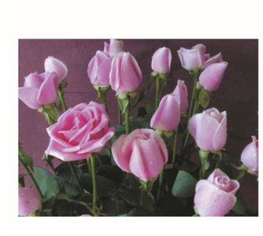 瑪麗亞 玫瑰苗，鮮花花彩玫， 云南四季玫瑰苗木，花苗批發(fā)
