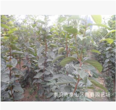 甜柿子樹、南方種植柿子樹、北方種植柿子樹