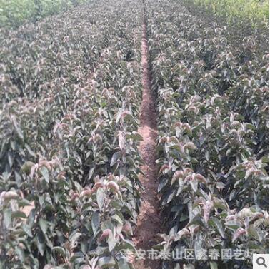 m9t337蘋果樹苗 現(xiàn)貨供應(yīng)高品質(zhì) 成活率高 砧木m9t337蘋果苗
