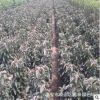 m9t337蘋果樹苗 現貨供應高品質 成活率高 砧木m9t337蘋果苗