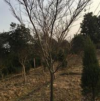 紅楓樹價格，河南省紅楓樹價格，潢川紅楓樹價格十公分紅楓報價