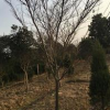 紅楓樹價格，河南省紅楓樹價格，潢川紅楓樹價格十公分紅楓報價