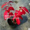 火焰衛矛苗 紅葉衛矛苗 火焰衛矛營養杯苗 紅葉衛矛營養杯苗