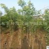 多年速生白蠟樹 規格齊全嫁植白蠟樹