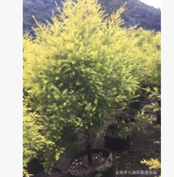 福建精品黃金香柳（黃金寶樹）千層金批發 基地直銷黃千層