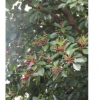 紅楠