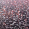 處理紅葉李一年苗20萬棵