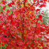 直銷美國紅楓小苗 美國改良紅楓 北美紅楓 現貨充足 園林綠化苗木