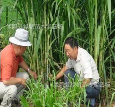 墨西哥玉米草優12種子高產優質營養價值豐富牧草種子批發