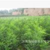 綠化苗木批發 國槐樹苗 國槐小苗 速生國槐苗 大小規格齊全成活高