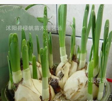 基地直銷優質室內盆栽水仙花種球 量大從優