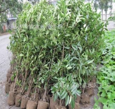 供應園林綠化苗木 法國冬青苗 珊瑚樹苗量大從優