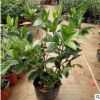 批發小葉梔子苗盆栽 梔子花苗 室內芳香植物 工程苗大葉梔子花