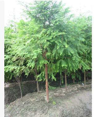批發水杉樹苗,行道樹，素有“活化石“稱號水杉小苗包成活