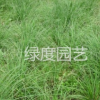 矮蒲葦