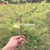 【紅天竹】最新紅天竹_價格_圖片_產地報價表 基地直銷