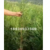 江蘇側柏價格 優質側柏低價批發