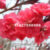 【紅葉桃】紅葉桃_價格_圖片_產地報價表-