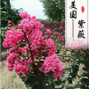 批發(fā)供應(yīng)正宗美國(guó)紅葉紫薇樹(shù)苗紅火球紅火剪紫薇盆景紫薇小苗現(xiàn)貨