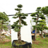 新藝園林造型盆景樹樁榆樹盆景榔榆造型樹室外庭院別墅大型景觀樹