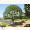 供應(yīng)10-15公分桂花樹 現(xiàn)貨供應(yīng)桂花樹 花香濃郁 觀賞性高桂花樹