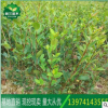 【油茶苗】二年生20cm以上高產(chǎn)良種嫁接油茶苗 湘林、長林系列