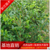 【油茶苗】二年生20cm以上高產(chǎn)良種嫁接油茶苗 湘林、長林系列