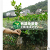 【湘林/長林】二年生嫁接高產(chǎn)輕基質(zhì)袋苗油茶苗 25cm以上