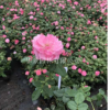 歐月品種中阿芒迪娜夏奈爾的供應價格及市場行情