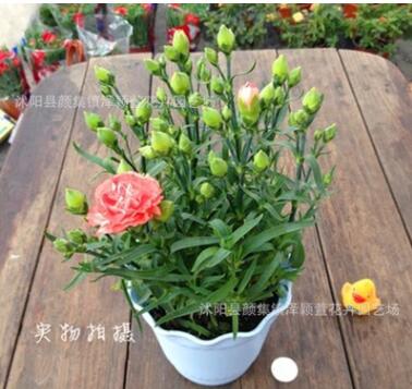 批發康乃馨盆栽 花卉植物 母愛象征 母親節禮物 室內花卉綠植