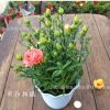 批發(fā)康乃馨盆栽 花卉植物 母愛象征 母親節(jié)禮物 室內(nèi)花卉綠植