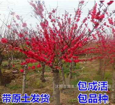 批發(fā)紅梅樹苗 紅梅苗 觀賞植物 耐寒梅花樹 觀賞植物紅梅小苗樹苗