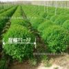 基地直銷 綠化工程用苗小葉女貞 小葉女貞球 小葉女貞苗