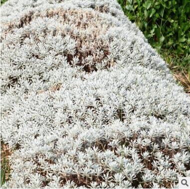 鐵樹芙蓉菊觀賞常綠植物戶外室內(nèi)植物盆栽盆景庭院景觀設(shè)計(jì)施工