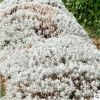 鐵樹(shù)芙蓉菊觀賞常綠植物戶外室內(nèi)植物盆栽盆景庭院景觀設(shè)計(jì)施工