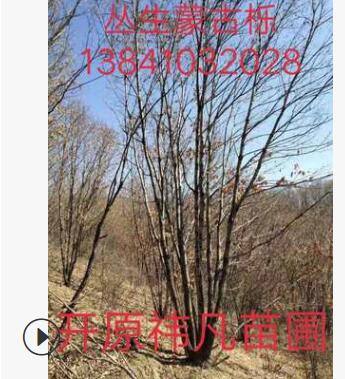 長期出售叢生蒙古櫟 精品蒙古櫟 蒙古櫟價格 單桿蒙古櫟樹