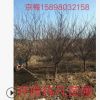 遼寧苗圃出售精品【京梅】貨源充足 圃地現苗 樹形好價格低