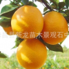 紐荷爾臍橙苗批發(fā) 宜昌臍橙 種植果樹苗 無病蟲害 產量極高