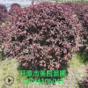 基地銷售：彩葉樹球《紅葉李球》 規格齊全 價格優惠 歡迎選購