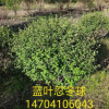 基地直銷：精品樹球《藍葉忍冬球》樹形優美 批發藍葉忍冬綠籬苗