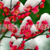 紅梅樹 紅梅樹苗 冬季開花 花香四溢 造型古樸