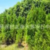 批發(fā)柏樹苗 筆柏基地 側柏苗批發(fā) 墳地用樹 四季常青